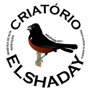 Criatório El'Shaday - Curió Praia Clássico - Goiânia/GO